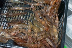 foto plato restaurante amares