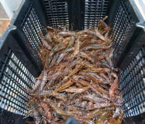 foto plato restaurante amares