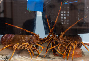 foto plato restaurante amares