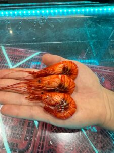 foto plato restaurante amares